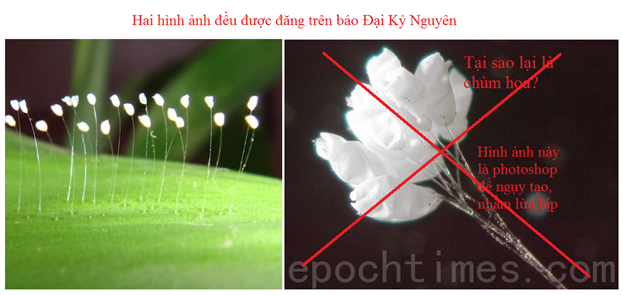 Hoa ưu đàm dựng lên của Pháp Luân Công bằng photoshop. Trong khi theo kinh sách Phật giáo, hoa ưu đàm mọc trên loài cây thân gỗ to, cổ thụ, có tán rộng, để người có thể ngồi dưới gốc cây thiền định.