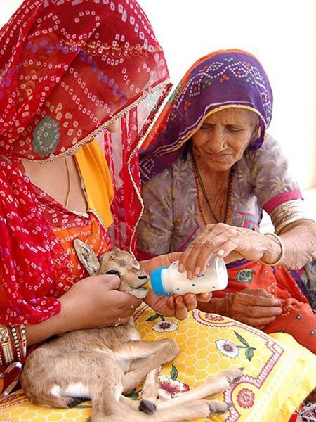 Những người phụ nữ Bishnoi sẵn sàng nuôi dưỡng những con thú non bị bỏ rơi