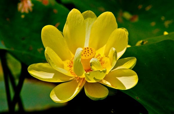 Những lời phật dạy về tình người 2 Khi đó, mỗi người sẽ mở rộng lòng mình, trao đi sự yêu thương và luôn sẵn lòng giúp đỡ người khác, thế giới sẽ thực sự khác biệt và trở nên tươi đẹp hơn bao giờ hết.