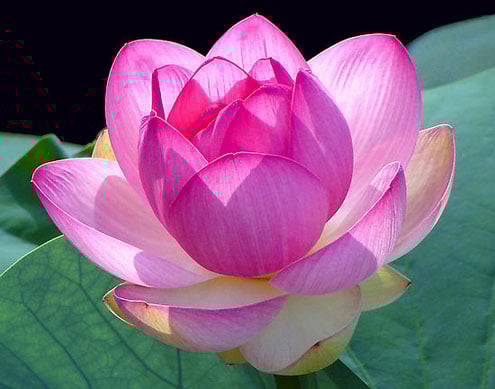 Những lời phật dạy về tình người 3 Những lời Phật dạy về tình yêu thương trên đời không ở đâu xa, trong chính bản thân mỗi người, hãy suy ngẫm và làm theo để cuộc đời ngày càng tươi sáng, thế giới thêm hòa bình, thịnh vượng.