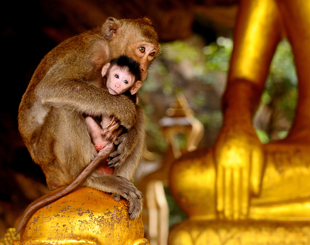 Con khỉ sắp bị giết được chuộc mạng nhờ biết lạy Phật