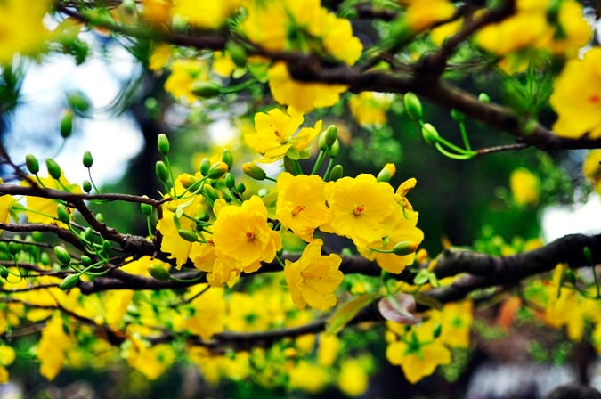 Những bức ảnh tết hoa mai sẽ đưa bạn đến với một dịp tết thật phong phú và đầy ý nghĩa. Hoa mai với tông màu vàng rực rỡ là biểu tượng của sự giàu sang, phú quý trong đời sống. Hãy cùng chiêm ngưỡng những bức ảnh tết hoa mai để tận hưởng không khí tết đang đến và hiểu thêm về văn hoá và truyền thống của người Việt.