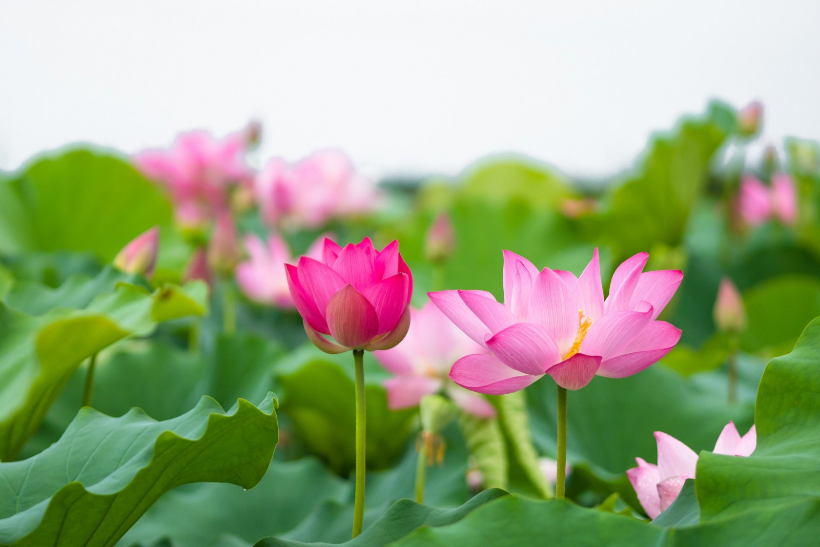 Hoa sen là một loại hoa bình dị, tượng trưng cho đạo Phật và, thực tế, hoa sen lại phát sinh ở hồ, ao bùn, rồi vươn lên và tỏa ra hương sắc, làm đẹp thơm cho cả mọi người và môi trường sinh thái.