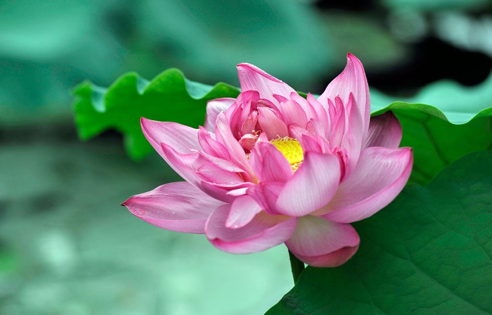 Để cải tạo nghiệp lực, nhất là nghiệp sát sinh nhằm tăng thượng phước báo về thọ mạng thì mỗi người nên tu tập phát triển lòng từ.