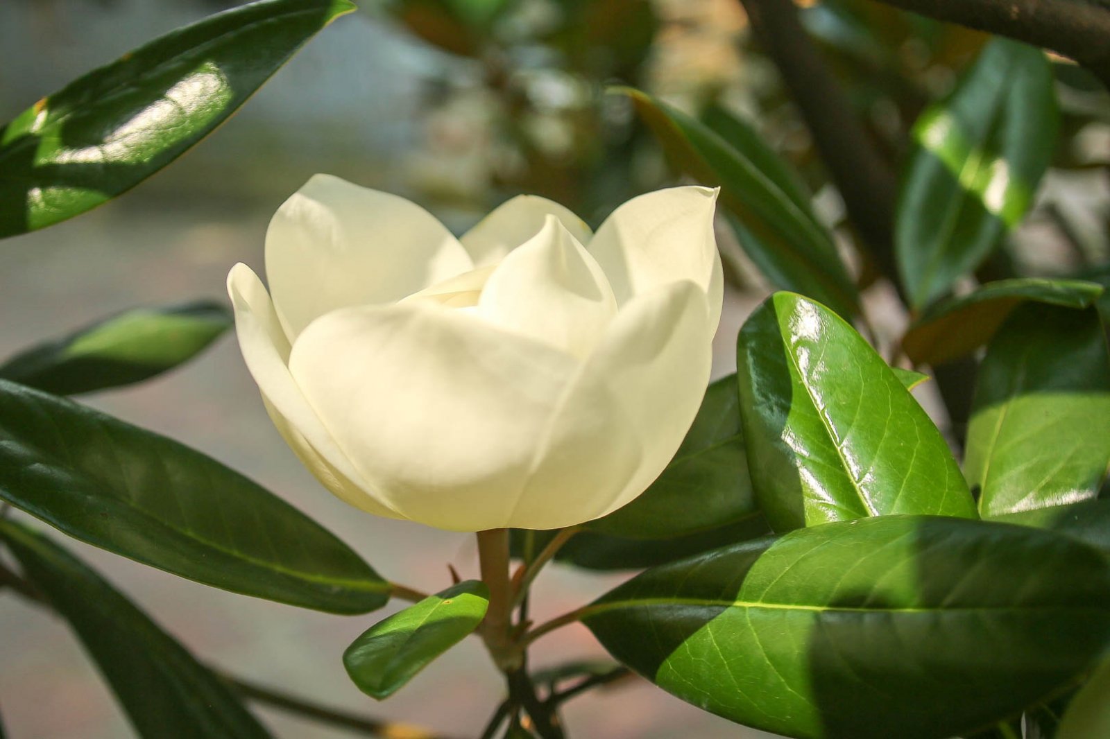Hoa sen đất có màu trắng tinh, cánh dày và thơm hơn sen nước. Khi hoa nở hết cỡ, bông to bằng cái bát ăn cơm.