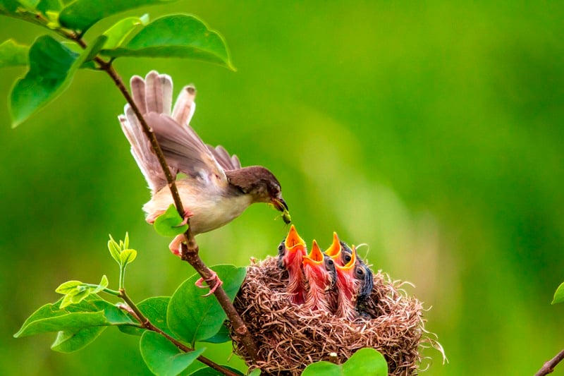 Mười nghiệp lành không những ngăn giữ chúng sanh khỏi bị đọa lạc vào bốn con đường đau khổ, mà còn mở cánh cửa thênh thang hạnh phúc an vui của phước báu nhân thiên sang cả.