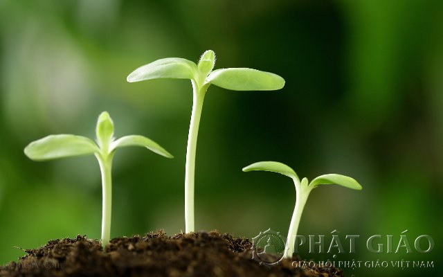 Sống an vui - Hạt mầm vươn lên ánh sáng