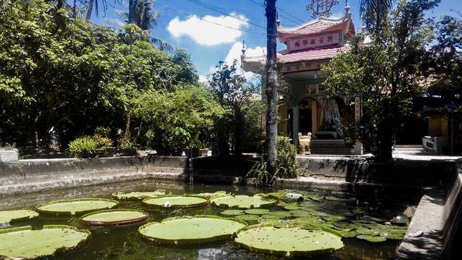 Mọi người đến đây còn được tận mắt chứng kiến, làm bạn với 6 “cụ” rùa và chiêm ngưỡng loài sen quý báu tại ao Liên Trì.