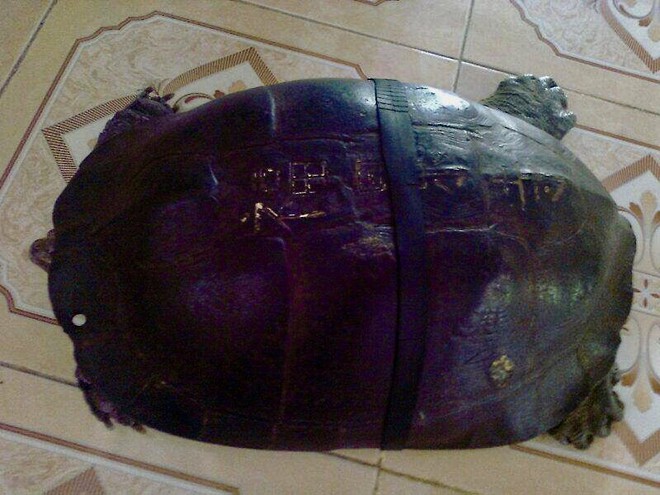 “Cụ” rùa hơn 100 tuổi ở chùa Phước Kiển. (Ảnh: Duy Tân)