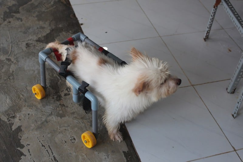 Người đàn ông ngoại quốc chế tạo xe lăn cho hàng trăm chó, mèo khuyết tật và tình yêu đặc biệt với Việt Nam