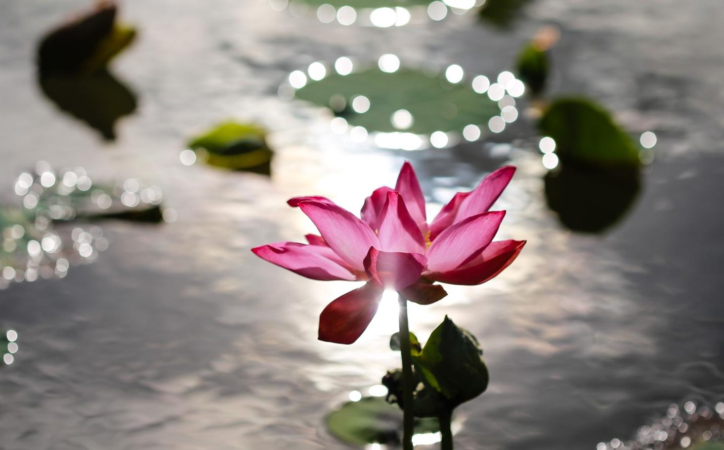 Ý nghĩa của biểu tượng hoa sen trong đạo Phật