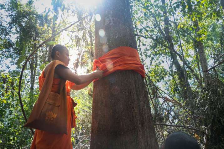 Một nhà sư Phật giáo quy y cho cây trong một khu rừng cộng đồng ở tỉnh Kratie, Campuchia. Từ greatmekong.panda.org