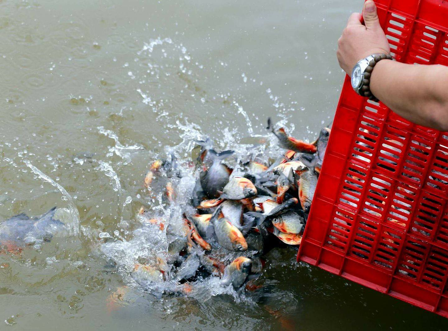 Phóng sinh là cơ hội để con vật có điều kiện quy y Tam Bảo và sám hối nghiệp chướng, việc làm tốt trong Đạo Phật, thể hiện lòng Đại từ Đại bi nên trong nghi thức phóng sinh có lễ quy y, sám hối cho con vật trước khi phóng sinh.
