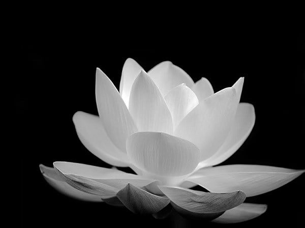 Hình hoa sen trắng tang: Hình hoa sen trắng tang gợi nhắc cho chúng ta về một sự kiện quan trọng và đau đớn. Hoa sen trắng là bieu tượng của sự tinh khiết và sẽ mang đến cho bạn một cảm giác yên bình và thanh thản. Hãy ngắm nhìn những hình ảnh này để nhớ lại người đã khuất một cách ý nghĩa và sâu sắc.