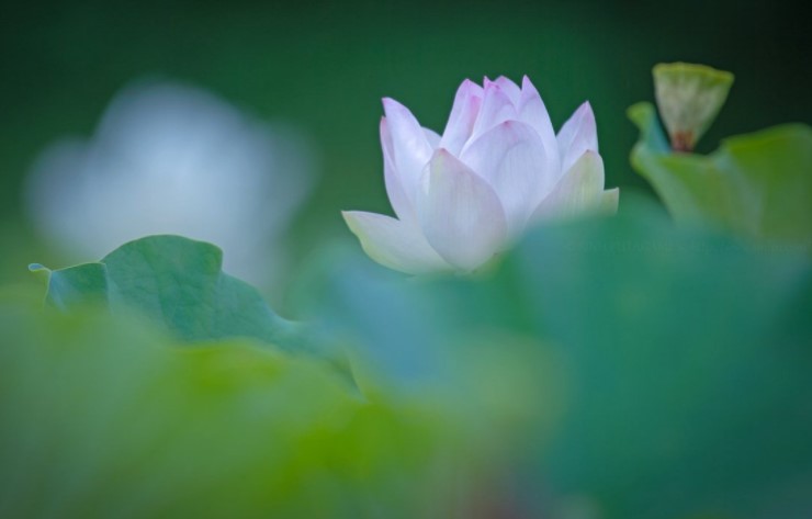 Truyền thống ăn chay của Phật giáo, ngoài việc nuôi dưỡng và phát triển tâm từ bi còn là liệu pháp dinh dưỡng rất có lợi cho sức khỏe.