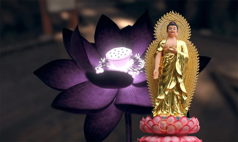 Người niệm Phật, thì ánh sáng của họ dung hòa với ánh sáng của Phật A-Di-Đà.