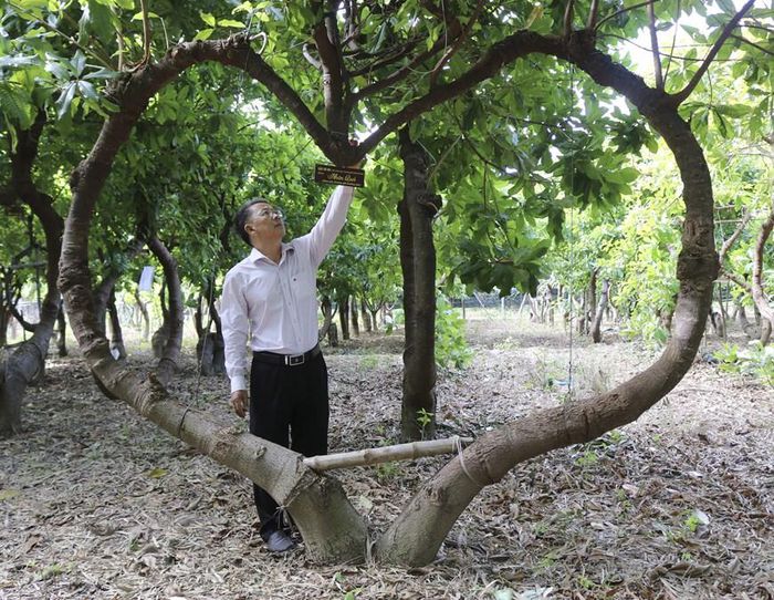 Dáng cây Vô ưu với chủ đề “Hoàng Sa-Trường Sa-Việt Nam.”(Ảnh: Nguyễn Thành/TTXVN)