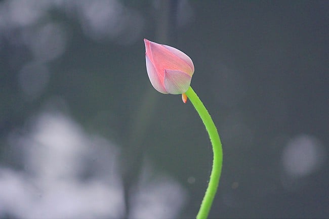 Thiện hành là suy nghĩ thiện, nói lời thiện và hành động thiện, tạo ba nghiệp thiện. Ai sống trong sạch thì cõi lòng thanh thản, tâm thư thái an nhiên, không lo lắng, dằn vặt và sợ hãi.