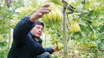 Anh Nguyễn Bá Đông, với vườn cây Phật thủ nhà mình