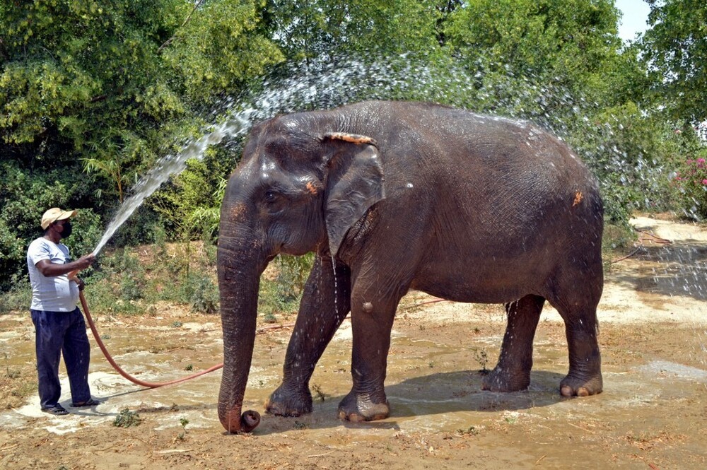 Nhân viên cơ sở Tổ chức Bảo tồn Động vật Hoang dã ở Farah, bang Uttar Pradesh, phun nước giải nhiệt cho voi giữa thời tiết nóng nực hôm 1/5.