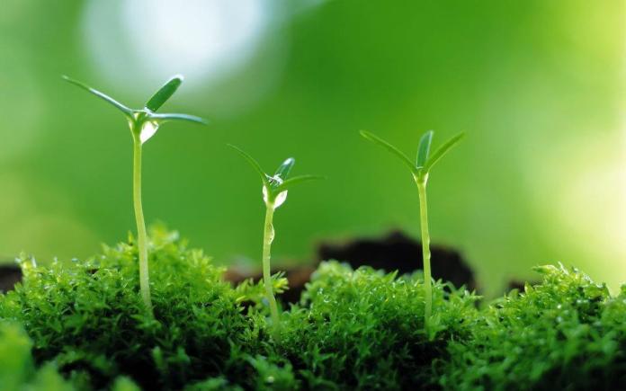 Nghe cái tên rào Cộ hay Cổ Hà trong tôi có niềm thương nhớ lạ. Một cái tên gợi nhớ cả một chặng đường khai hoang lập ấp mấy trăm năm của cha ông vào buổi đầu gian nguy ấy để tạo dựng làng xóm ruộng vườn.