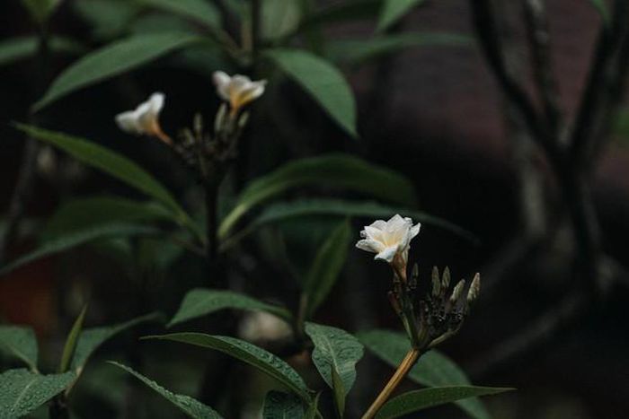 “Thiền đạo vô ngôn, hoa cỏ nói/ Kinh thư đa nghĩa, nước trăng cười'