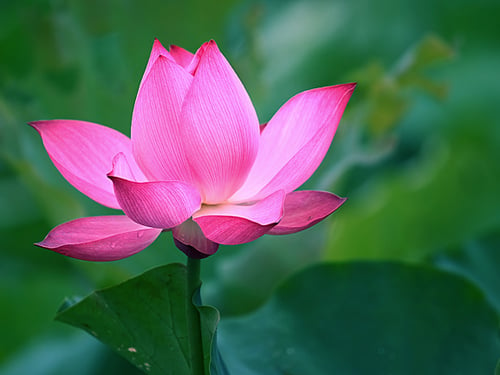 Hoa sen trong Phật giáo
