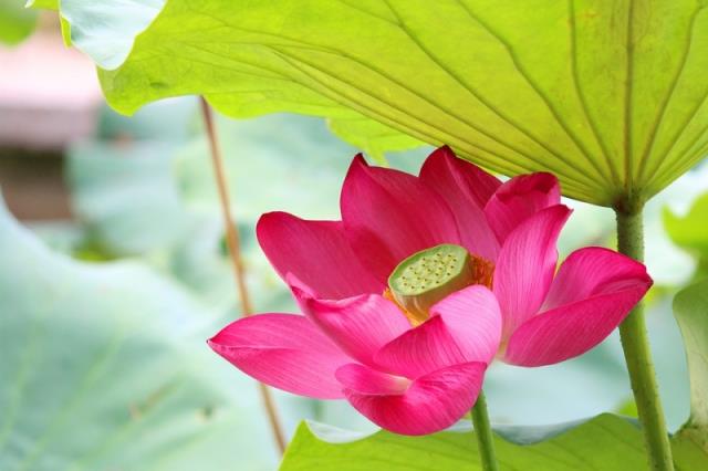 Mộng ban ngày (daydream) là một thói quen của tâm mà ta cần để ý đến. Mộng ban ngày có thể rất nguy hại.