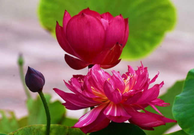 Con đường để thấy và sống với viên ngọc và hoa sen Phật tánh này là con đường Khai Thị Ngộ Nhập của Kinh Pháp Hoa.