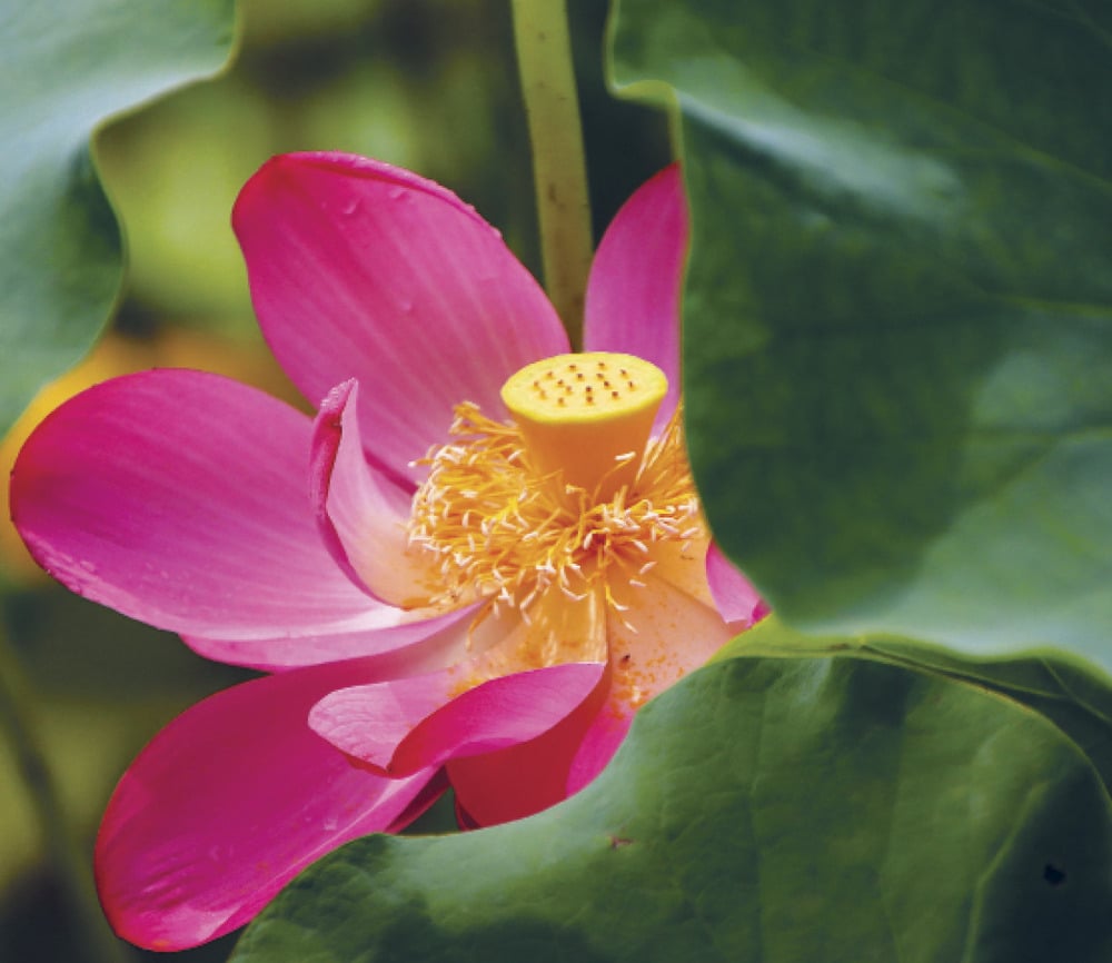 Tổ sư Như Hiển Chí Thiền là một bậc Đại sĩ hóa thân. Ngài đã hiện thân để thực hành trọn vẹn lục độ Ba-la-mật, kiên trì thực hành Bồ-tát đạo, thể hiện chí nguyện thực hành giải thoát của Đại sĩ.