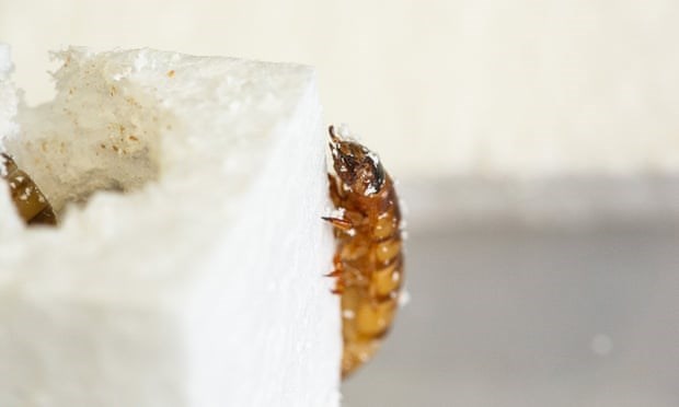 Sâu gạo là ấu trùng của bọ cánh cứng Zophobas morio. (Nguồn: Đại học Queensland)