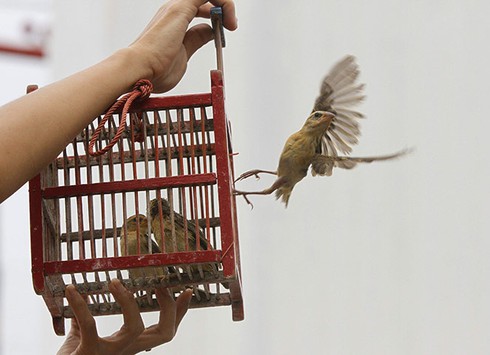 Người phóng sinh tu phước, cứu giúp muôn loài thoát khỏi khổ ách thì bản thân không gặp các tai nạn.