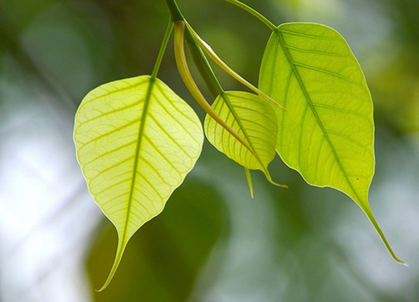 Mỗi ngày, mỗi tuần Ta phải nguyện đi tới Chùa để thực tập sống tĩnh thức.