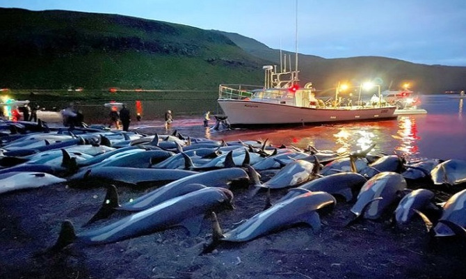Xác cá heo mũi chai xếp kín bãi biển. Ảnh: Sea Shepherd