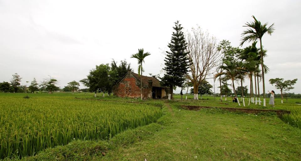 Ngôi chùa cổ hàng ngàn năm tuổi với cánh đồng lúa ở Sơn Tây. Ảnh: Mai Lĩnh