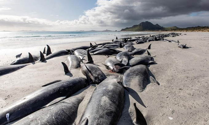 Cá voi hoa tiêu chết la liệt trên quần đảo Chatham của New Zealand. Ảnh: DOC