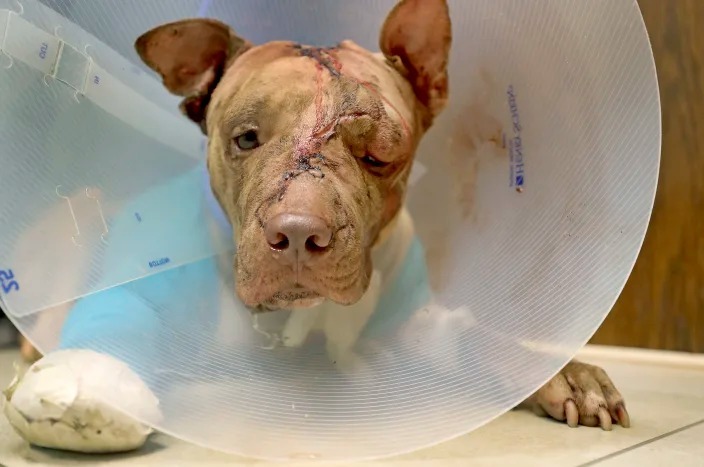 Chủ nhân của chú chó Ollie này bị toà phạt 10 năm tù do hành hạ chú. Hình ảnh Ollie tại phòng khám thú ý ở thành phố Hollywood, bang Florida sau vụ hành hạ tháng 10/2017. Ảnh: AP.