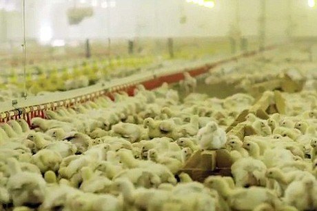 Bộ phim tài liệu gồm những hình ảnh đầu tiên được ghi lại tại 1 trong số 1000 trang trại gà của KFC, nơi khoảng 34.000 con gà được nuôi dưỡng từ khi nở cho đến khi giết thịt với quy trình công nghiệp chỉ kéo dài 35 ngày.