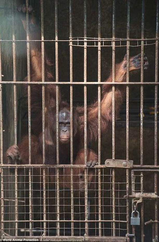 Cuộc điều tra vừa được tiết lộ của Hiệp hội Bảo vệ động vật Thế giới (WAP) đã phơi bày thực trạng khốc liệt mà các con thú tại những khu giải trí ở thiên đường du lịch Bali của Indonesia đang phải chịu đựng. Ảnh: WAP.