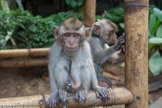 Những chú khỉ này bị dây xích quấn quanh cổ, sống trong chuồng nuôi nhốt hôi hám, bẩn thỉu. Ảnh: WAP.