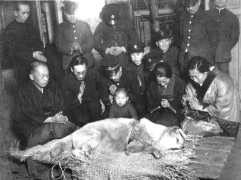 Sau 10 năm đợi chủ ở ga, Hachiko chết ngày 8-3-1935 trong sự tiếc nuối của nhân viên nhà ga Shibuya.