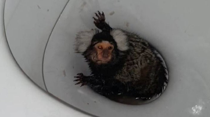 Chú khỉ rét run nằm trong bồn cậu bị xả nước.