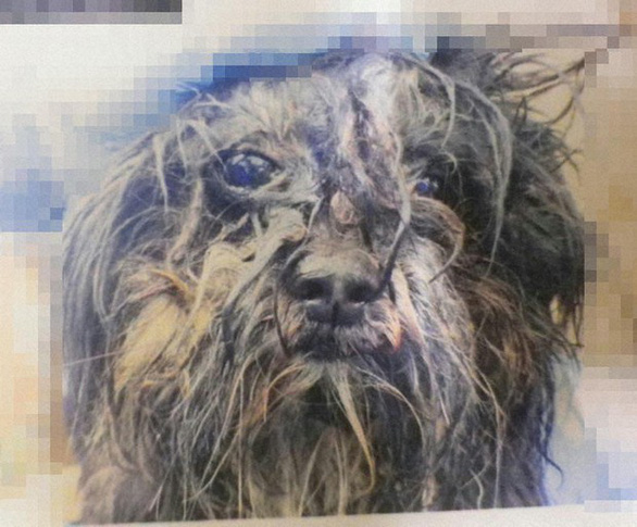 Bức ảnh do cảnh sát tỉnh Chiba cung cấp cho thấy một con chó được nuôi tại nhà của nghi phạm. Một số con chó bị dính phân trên cơ thể và có thể thấy nước mắt chảy ra - Ảnh: THE MAINICHI