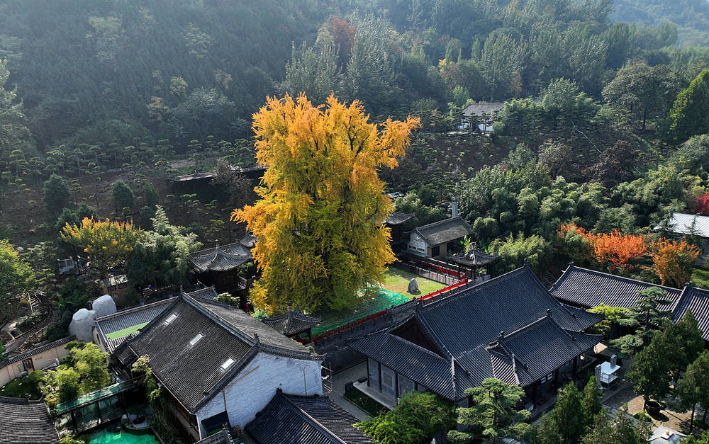 Chùa Quan Âm Thiền Tự nằm ở thành phố Tây An, tỉnh Thiểm Tây, Trung Quốc luôn là điểm đến thu hút của nhiều Phật tử, du khác bởi hình ảnh vàng rực của cây ngân hạnh như sáng bừng cả một góc trời nơi đây.