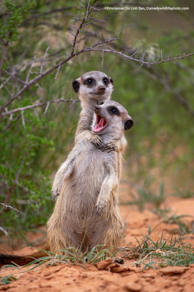 Cầy meerkat như đang bóp cổ bạn tại Nam Phi