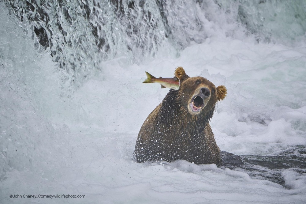 Gấu bị cá hồi phản đòn tại Alaska, Mỹ
