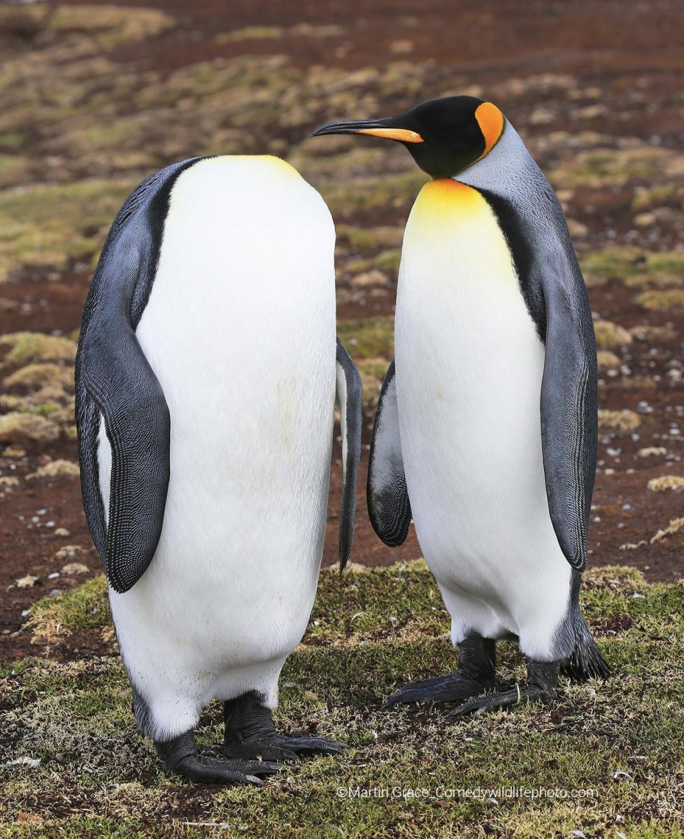Chim cánh cụt vua ngơ ngác không thấy đầu của bạn tại Quần đảo Falkland