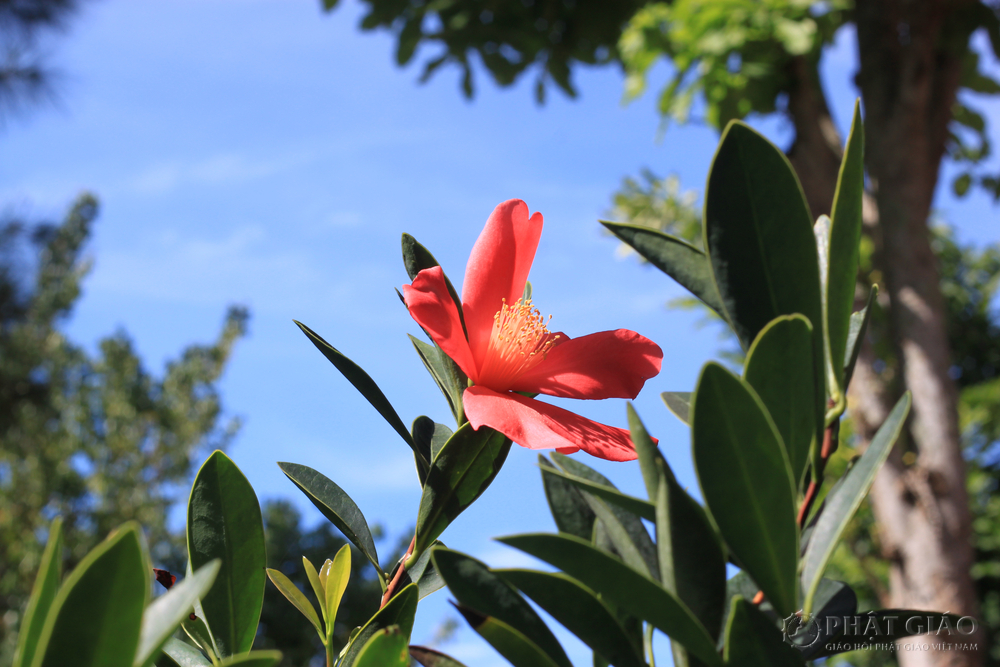 Người sống có chánh niệm, an trú trong chánh niệm, luôn quan sát thấy rõ cuộc đời là vô thường, biến ảo, thân thể ta là bất tịnh, là vô thường, nên không sinh tâm tham đắm, mê lầm, buông lung, cố chấp.