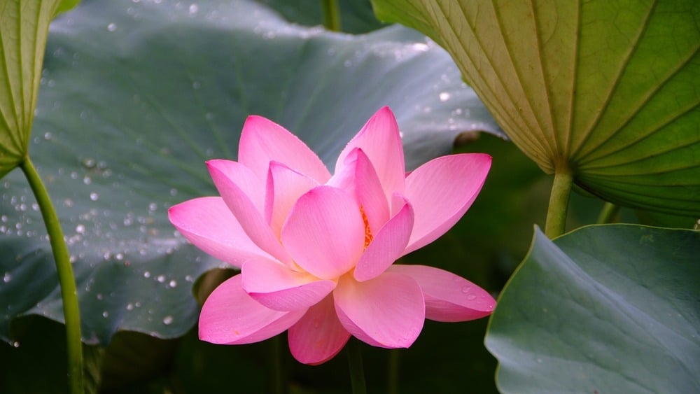 Ảnh minh hoạ