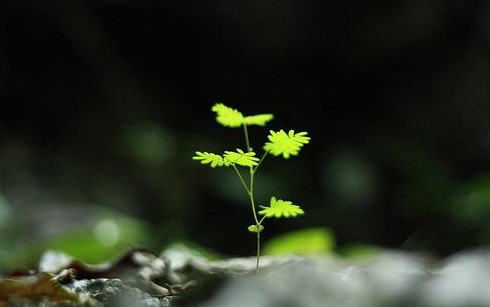 Hình minh họa